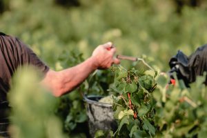 The Sustainable Business of Champagne