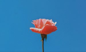 Fragrance — Spring ’24