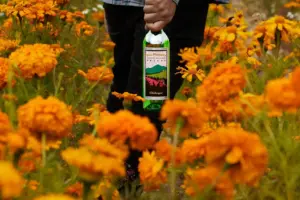 Del Maguey — 30 years and counting