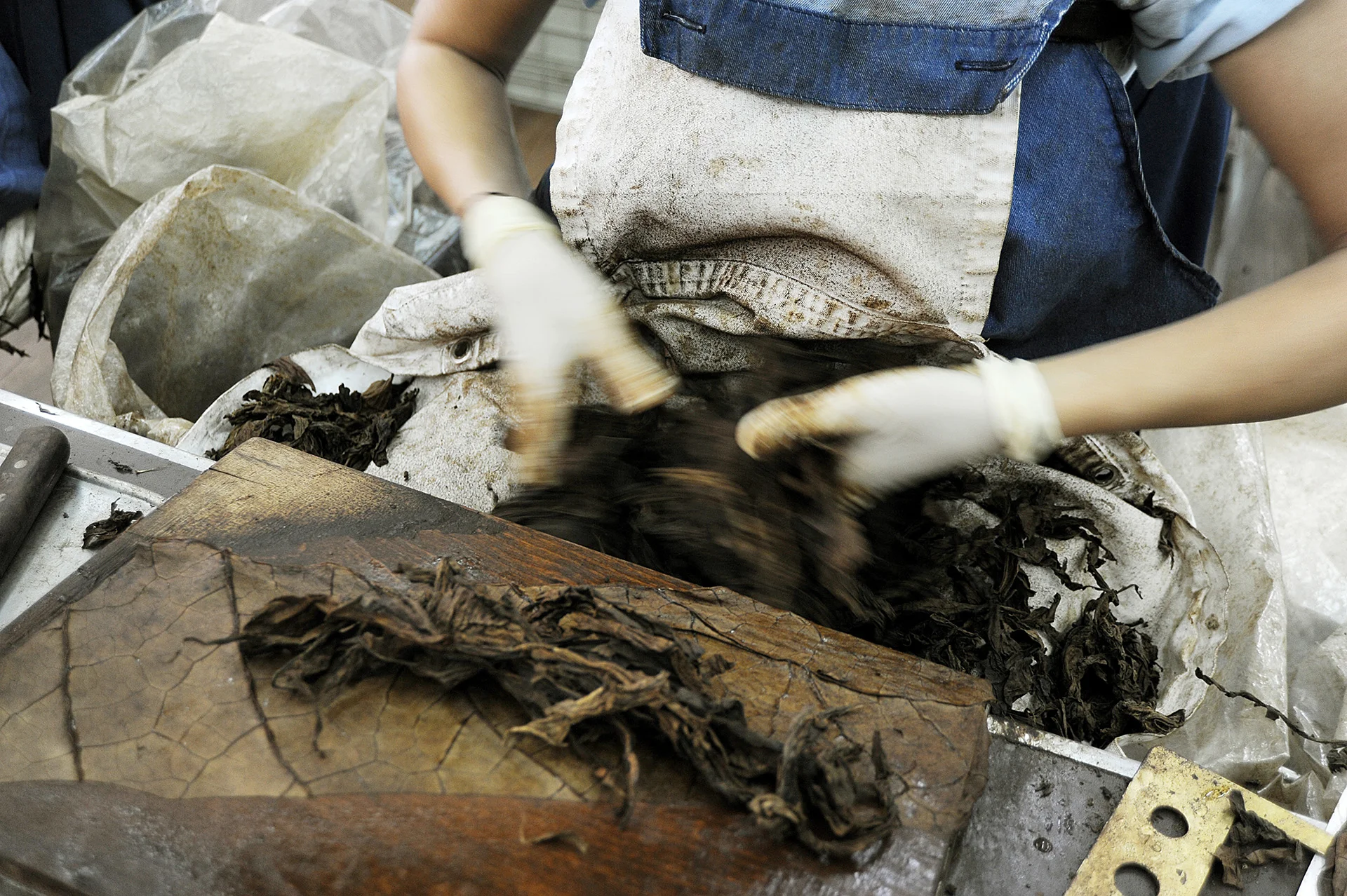 Toscano Cigar Tobacco Leaf Sorting